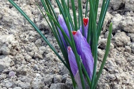 fiore di zafferano