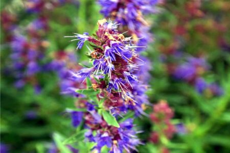 Hyssopus officinalis