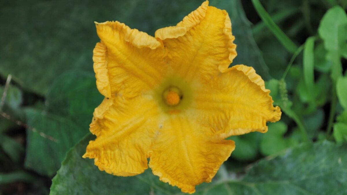 fiore di zucca