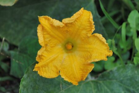 fiore di zucca