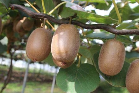 actinidia a pergola