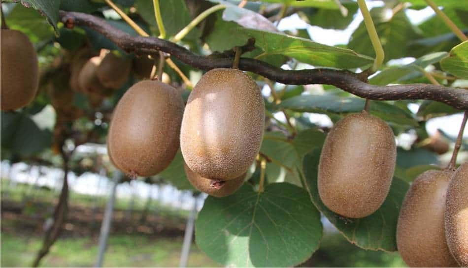 actinidia a pergola