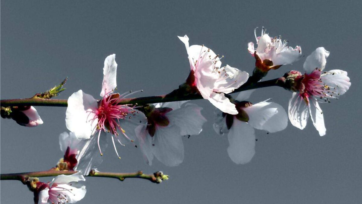 ramo dell'albicocco in fiore