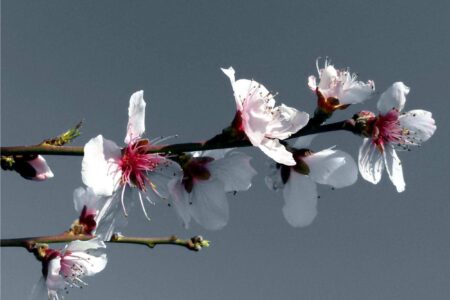 ramo dell'albicocco in fiore