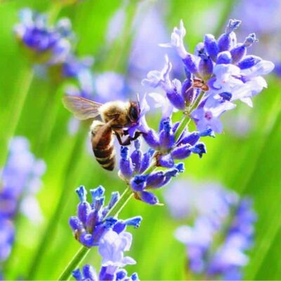 ape sulla spiga di lavanda