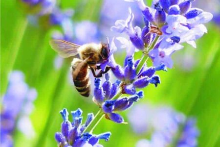 ape sulla spiga di lavanda