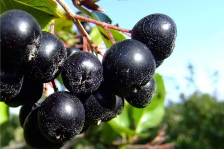 aronia melanocarpa