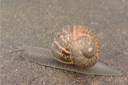 lumaca helix aspersa