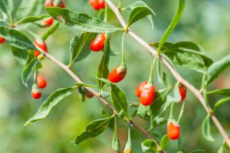 bacche rosse di goji