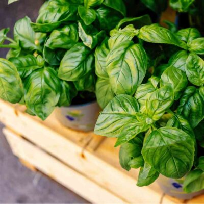 basilico fusariosi
