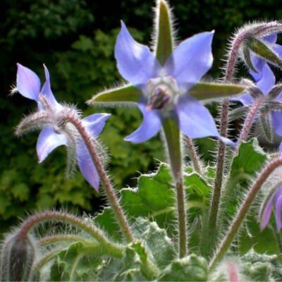 fiori blu di borragine