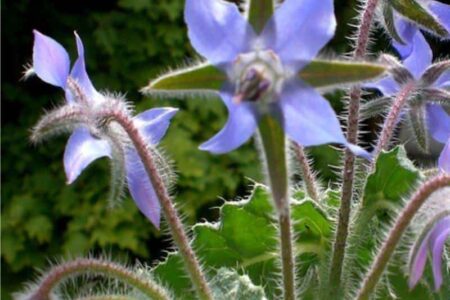 fiori blu di borragine