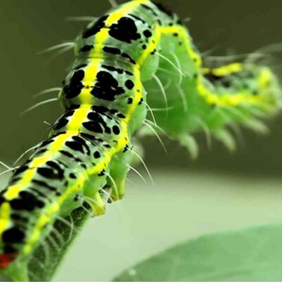 bruco verde