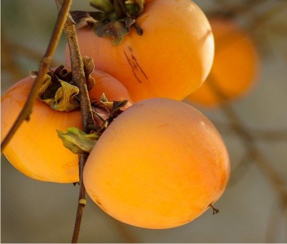 cachi, frutti pronti