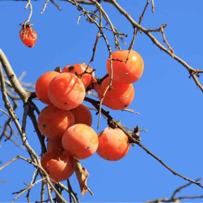 albero di cachi