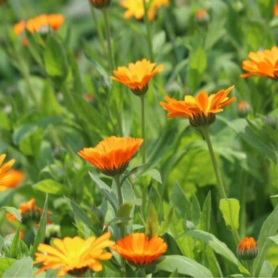 fiori di calendula