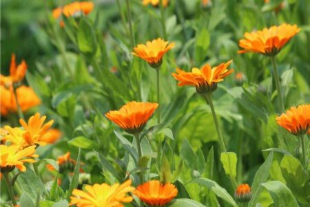 fiori di calendula