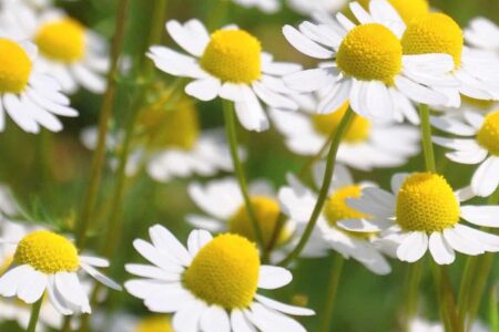 fiori di camomilla