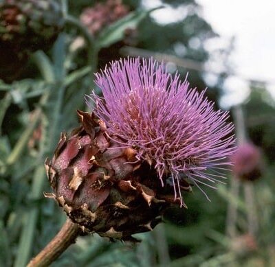 fiore del cardo