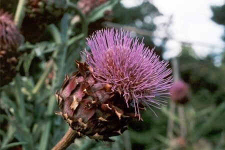 fiore del cardo