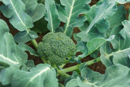 pianta di broccolo con foglie