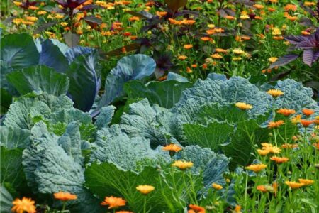 cavoli in consociazione con fiori