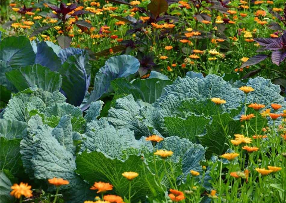 cavoli in consociazione con fiori