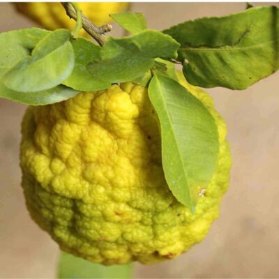 cedro agrume