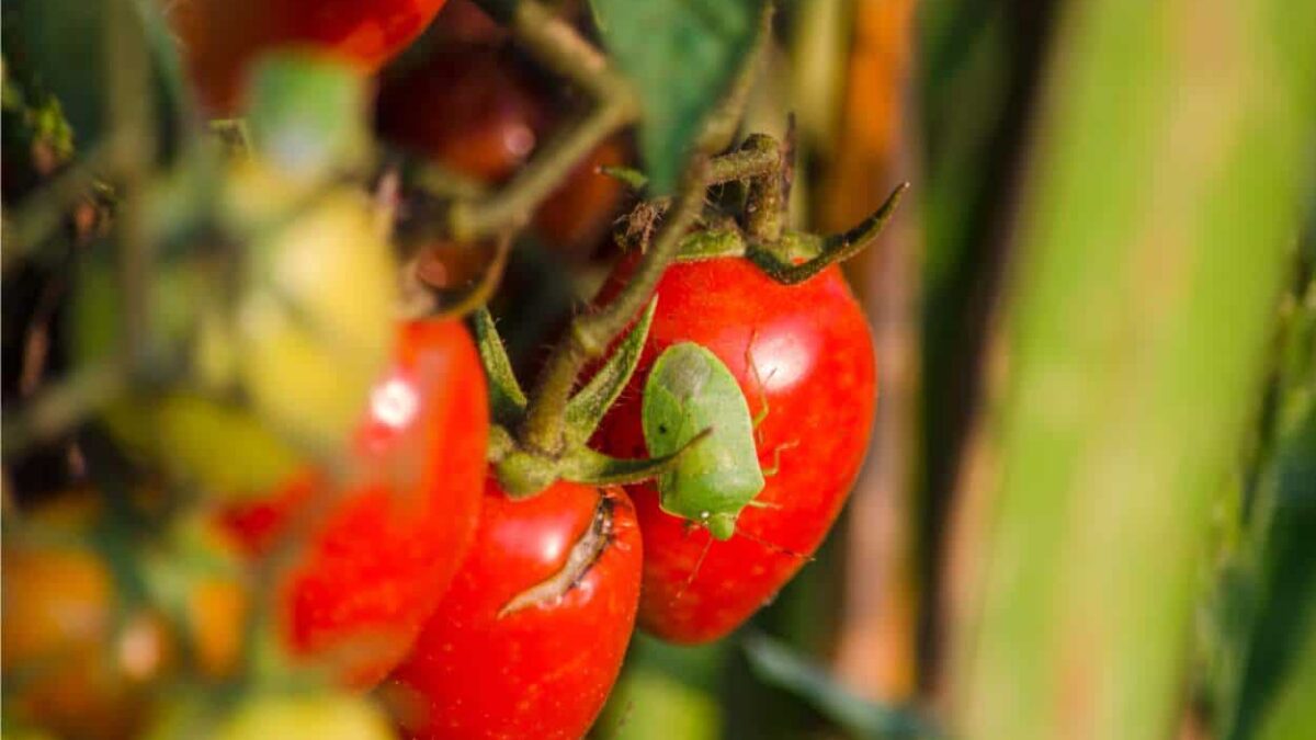 cimice verde sui pomodori