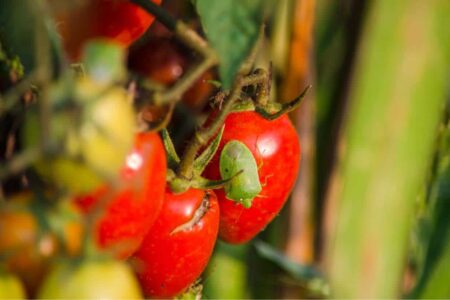 cimice verde sui pomodori