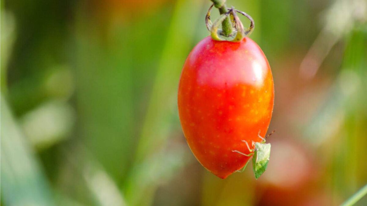 parassita sul pomodoro: cimice