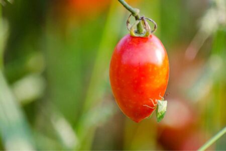 parassita sul pomodoro: cimice