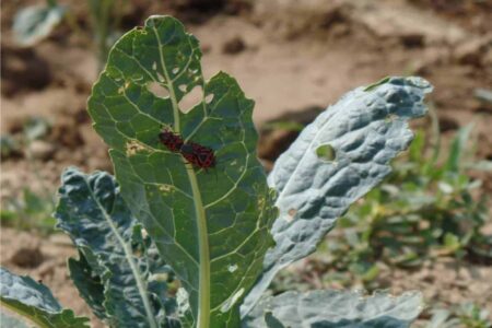 cimice dei cavoli