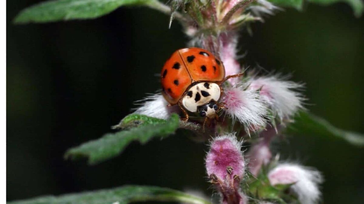 coccinella nell'orto