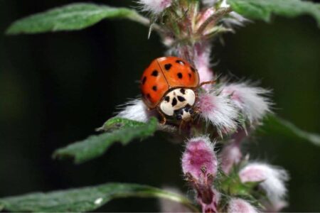 coccinella nell'orto