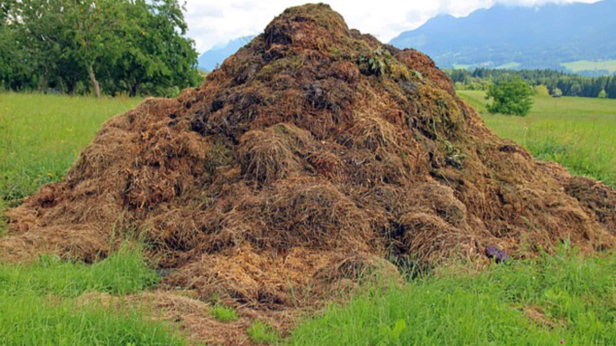 cumulo di compost