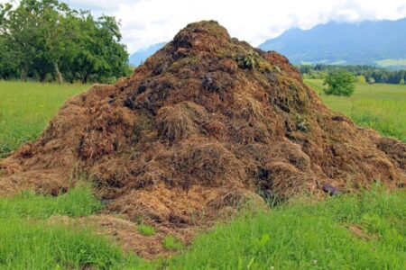 cumulo di compost