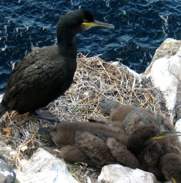 cormorano