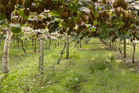 allevamento kiwi a doppia pergola