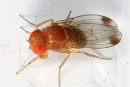 drosophila suzukii, il moscerino della frutta