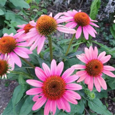 echinacea