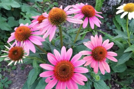 echinacea