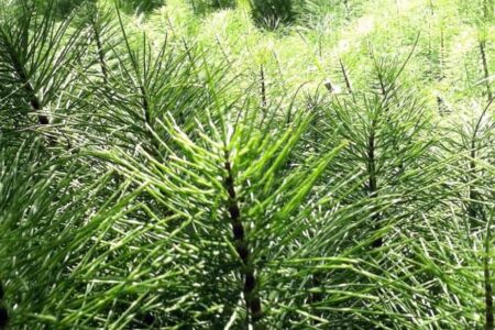 fusto verde di equiseto