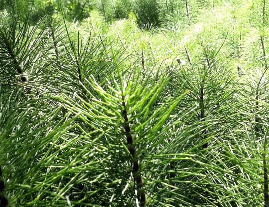 fusto verde di equiseto