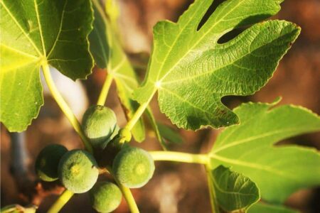 il fico, albero da frutto