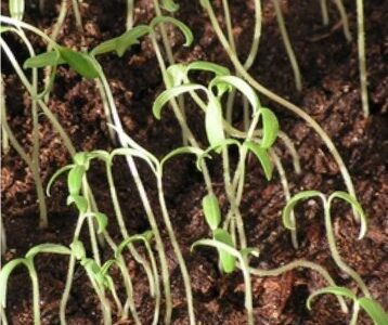 piantine di pomodoro che filano