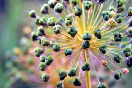 fiore del porro