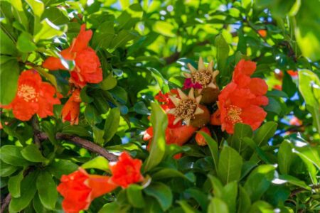 fiori di melograno