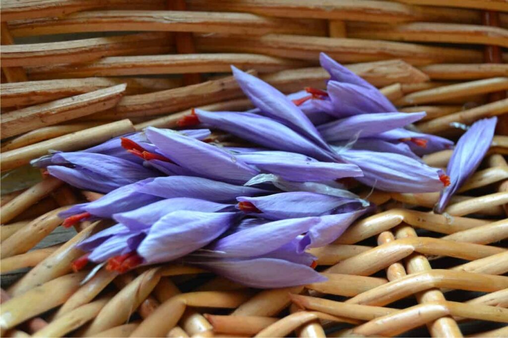 fiori raccolti