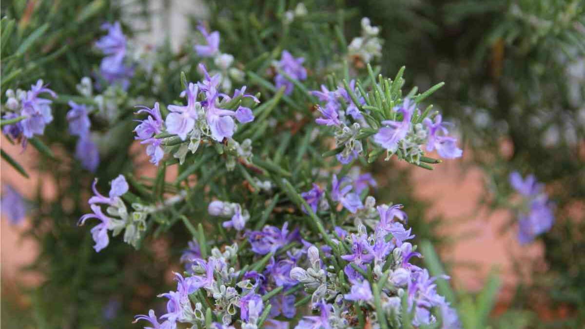 rosmarino pianta fiorita